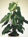 گازمانیا وِلا